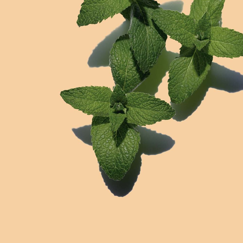 Bain aux Plantes "Tonic"